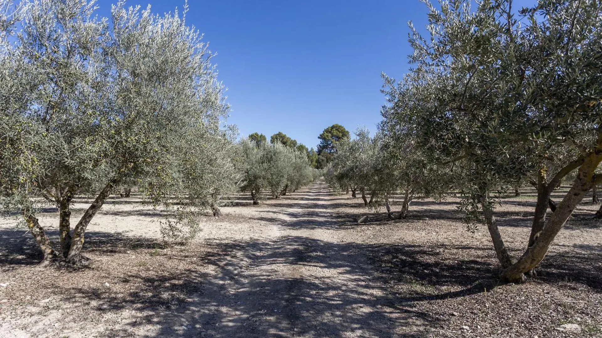 Villa Ses Comes Selva  Selva (Mallorca)